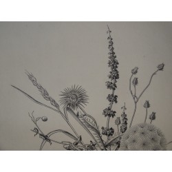 Kiyoshi HASEGAWA - Gravure originale - Fleurs d'automne
