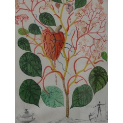 Salvador DALI : Gravure signée (Flora Dalinae) : Begonia - Anarcadium recordans